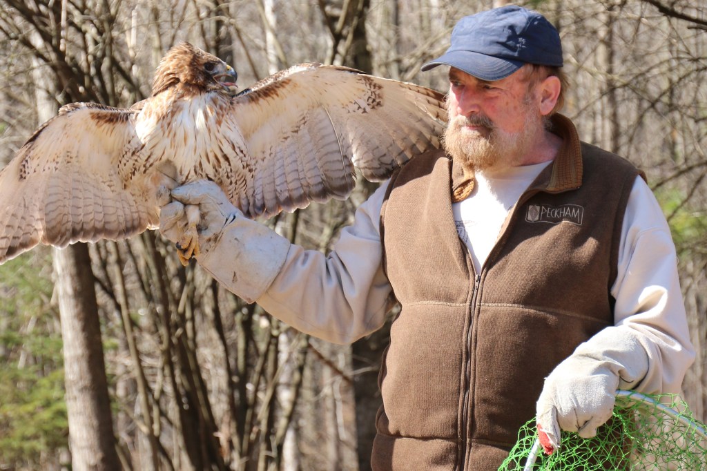 Joe Rogers of the Wildlife Recovery Association walks to the release site with Hawk in hand on Sunday, April 12, 2015. 