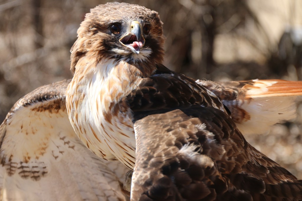 The Red-tailed hawk rehabilitated by the Wildlife Recovery Association before release on Sunday, April 12, 2015. 