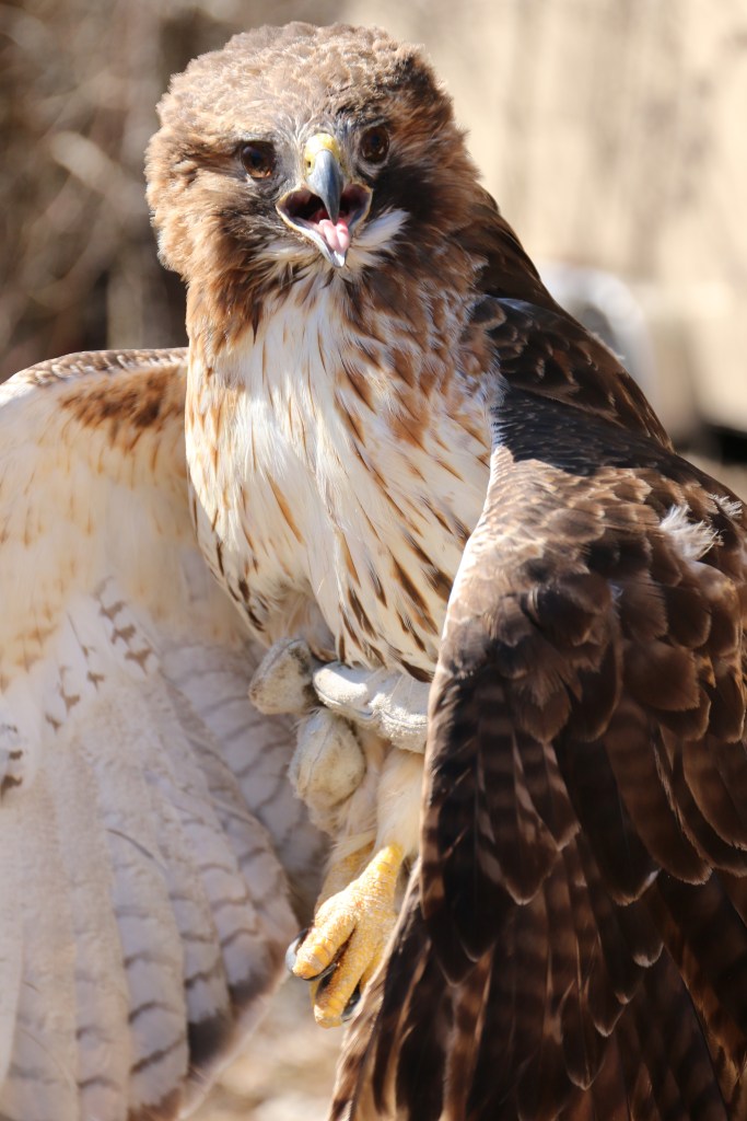 The Red-tailed hawk rehabilitated by the Wildlife Recovery Association before release on Sunday, April 12, 2015