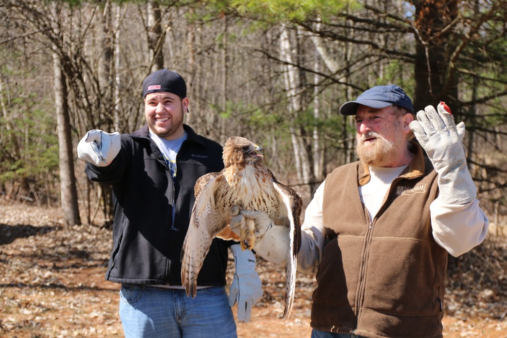 Joe Rogers prepares Greg Poma, a CMU Biology Student, to release the rehabilitated hawk at the Wildlife Recovery Association on Sunday, April 12, 2015. 