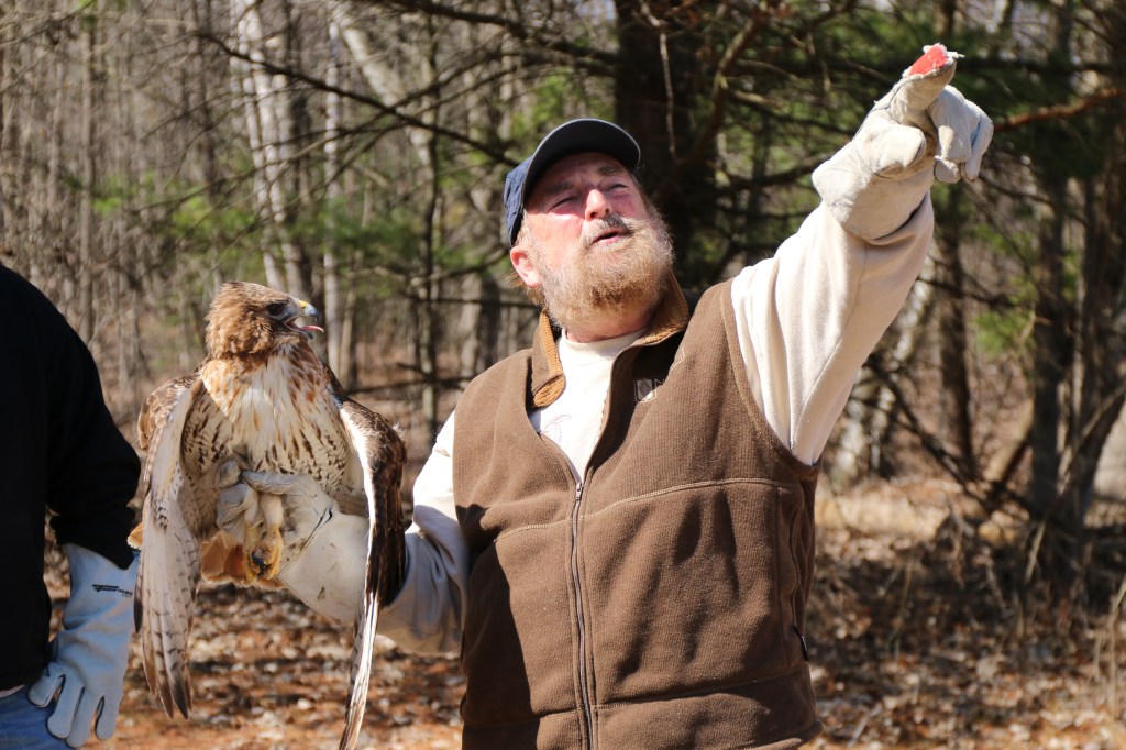 Joe Rogers of the Wildlife Recovery Association holds the hawk to be released on Sunday, April 12, 2015. 