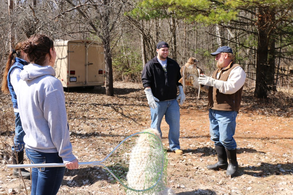 Joe Rogers prepares Greg Poma, a CMU Biology Student, to release the rehabilitated hawk at the Wildlife Recovery Association on Sunday, April 12, 2015. Aimee Baier holds a net to catch the bird if he flies back at the releasor. 