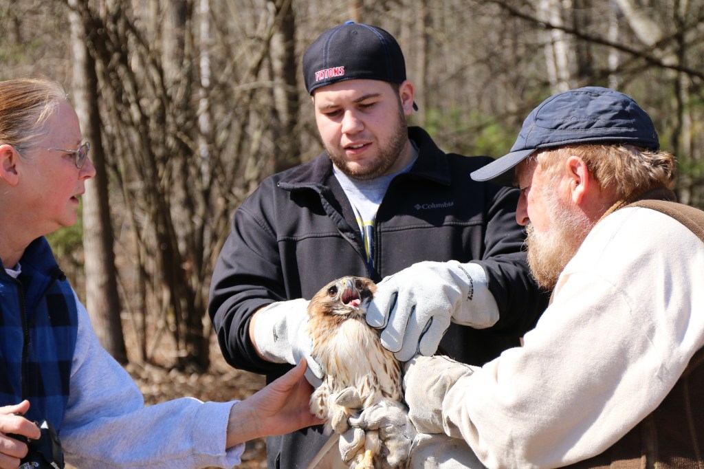 Joe and Barb Rogers prepares Greg Poma, a CMU Biology Student, to release the rehabilitated hawk at the Wildlife Recovery Association on Sunday, April 12, 2015. 