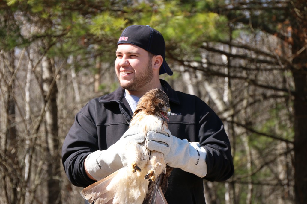 Greg Poma prepares to release the Red-tailed Hawk at the Wildlife Recovery Association on Sunday, April 12, 2015.  