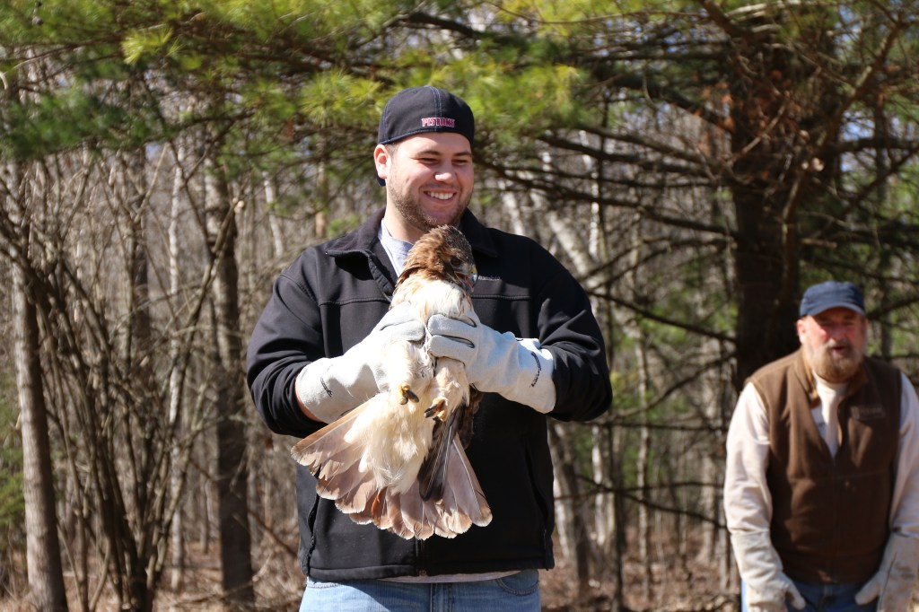 Greg Poma prepares to release the Red-tailed Hawk at the Wildlife Recovery Association on Sunday, April 12, 2015.  