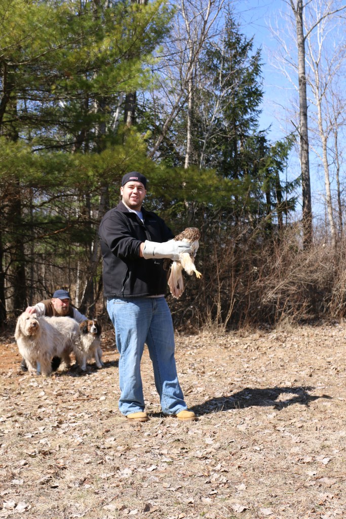 Greg Poma prepares to release the Red-tailed Hawk at the Wildlife Recovery Association on Sunday, April 12, 2015.  