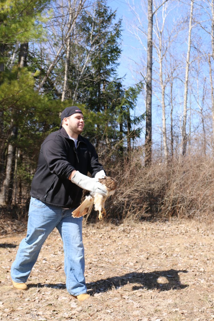 Greg Poma releases a Red-tailed Hawk at the Wildlife Recovery Association on Sunday, April 12, 2015.  