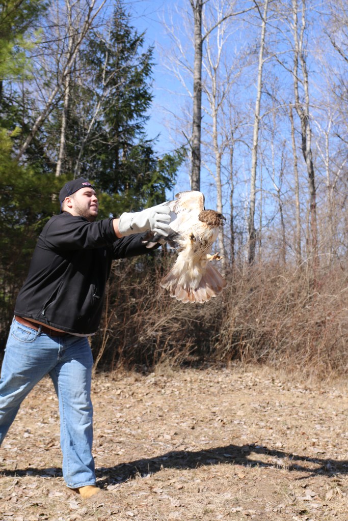 Greg Poma releases a Red-tailed Hawk at the Wildlife Recovery Association on Sunday, April 12, 2015.  