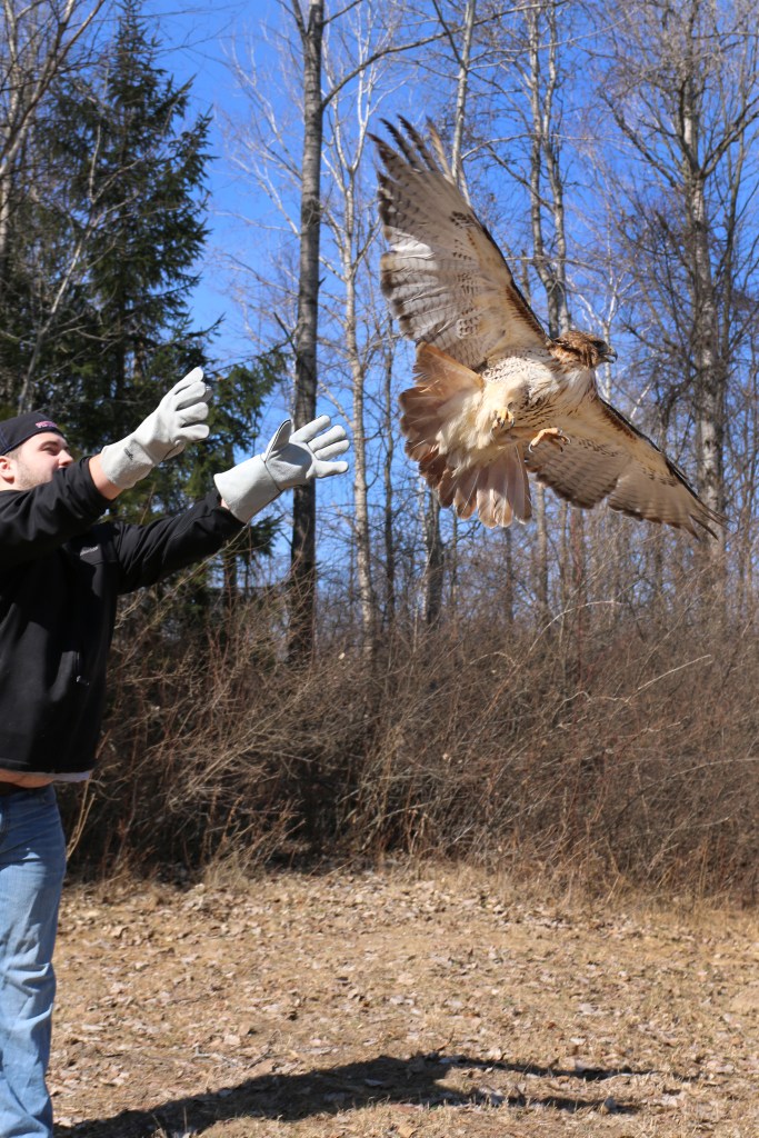 Greg Poma releases a Red-tailed Hawk at the Wildlife Recovery Association on Sunday, April 12, 2015.  This was the CMU biology major's first time releasing a rehabilitated bird of prey. 