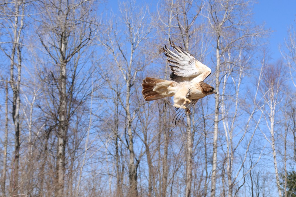 Greg Poma releases a Red-tailed Hawk at the Wildlife Recovery Association on Sunday, April 12, 2015.  This was the CMU biology major's first time releasing a rehabilitated bird of prey. 