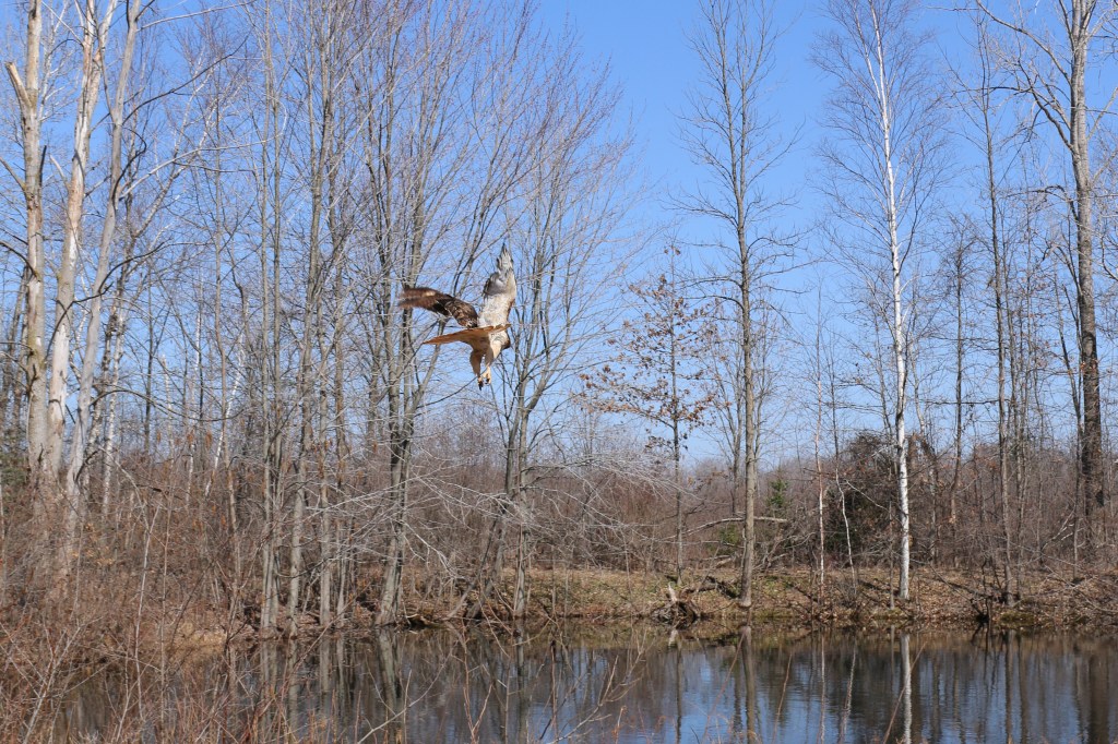 Greg Poma releases a Red-tailed Hawk at the Wildlife Recovery Association on Sunday, April 12, 2015.  This was the CMU biology major's first time releasing a rehabilitated bird of prey. 