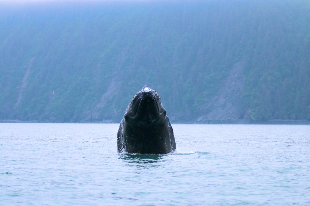 Humpback Whale. Thursday, June 18, 2015. 
