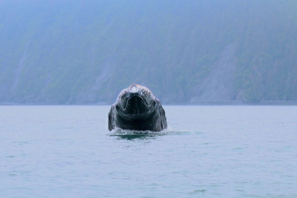 Humpback Whale. Thursday, June 18, 2015. 