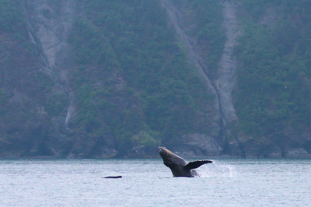 Humpback Whale. Thursday, June 18, 2015. 