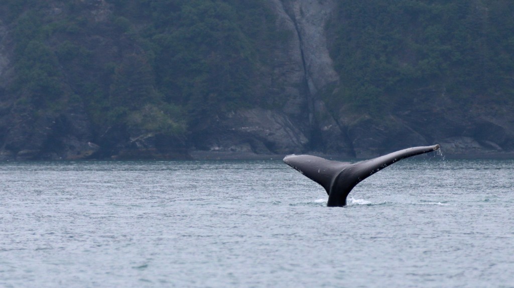 Humpback Whale. Thursday, June 18, 2015. 