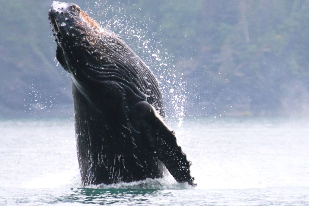 Humpback Whale. Thursday, June 18, 2015.  