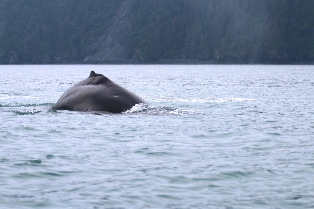 Humpback Whale. Thursday, June 18, 2015. 