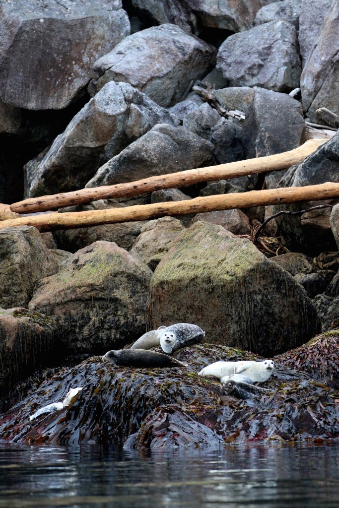 Harbor Seals (Phoca vitulina) in Kenai Fjords National Park on Saturday June 20, 2015. Young Harbor Seals, called pups, are born between May and July in Alaska. 