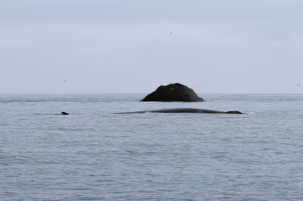 Fin Whale. Thursday, June 18, 2015. 