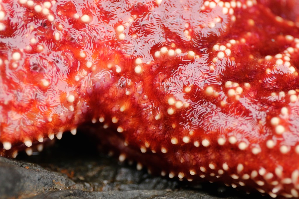 Pisaster ochraceous, the seemingly most abundant sea star in Kenai Fjords National Park, comes in purple and orange varieties. Photo taken on Saturday, June 20, 2015. 