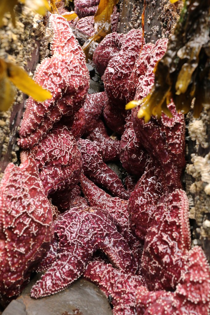 Pisaster ochraceous, the seemingly most abundant sea star in Kenai Fjords National Park, comes in purple and orange varieties. Photo taken on Saturday, June 20, 2015. 