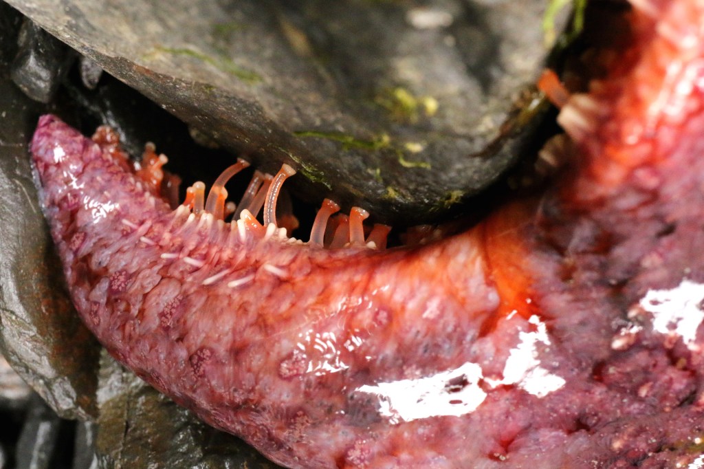 Pycnopodia helianthoides, or commonly known as the sunflower sea star, uses its tube feet to move across the rocky intertidal community. Photo taken on Saturday, June 20, 2015. 