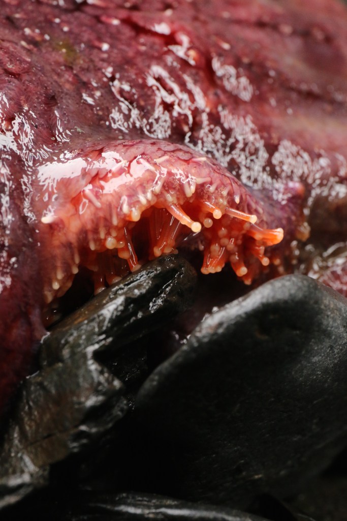 Pycnopodia helianthoides, or commonly known as the sunflower sea star, uses its tube feet to move across the rocky intertidal community. Photo taken on Saturday, June 20, 2015. 