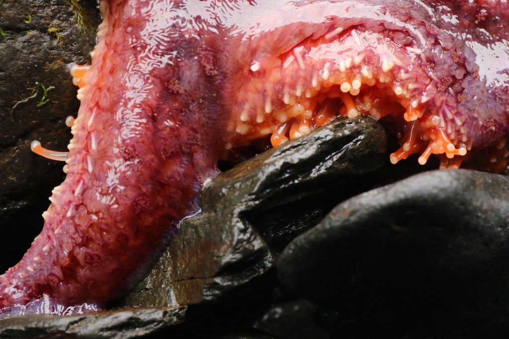 Pycnopodia helianthoides, or commonly known as the sunflower sea star, uses its tube feet to move across the rocky intertidal community. Photo taken on Saturday, June 20, 2015. 