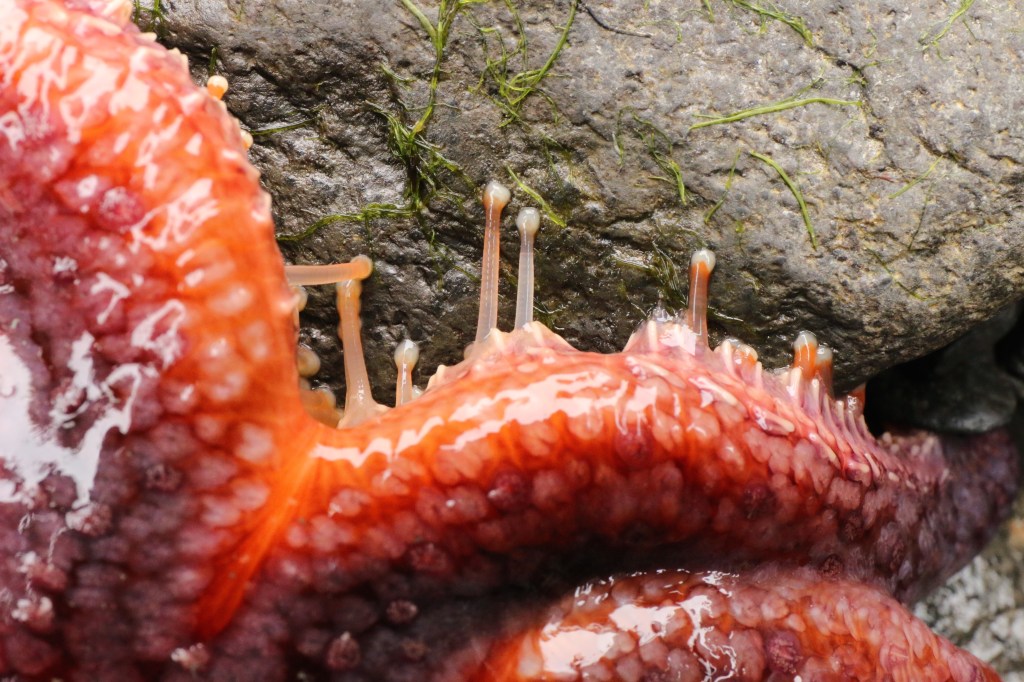 Pycnopodia helianthoides, or commonly known as the sunflower sea star, uses its tube feet to move across the rocky intertidal community. Photo taken on Saturday, June 20, 2015. 