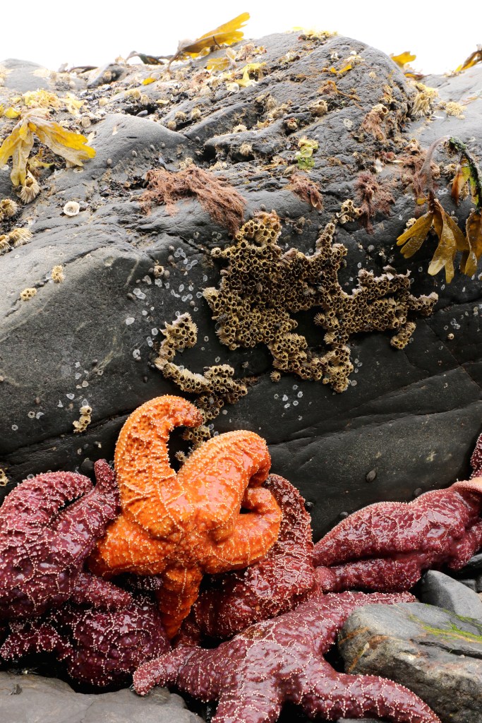 Pisaster ochraceous, the seemingly most abundant sea star in Kenai Fjords National Park, comes in purple and orange varieties. Photo taken on Saturday, June 20, 2015. 