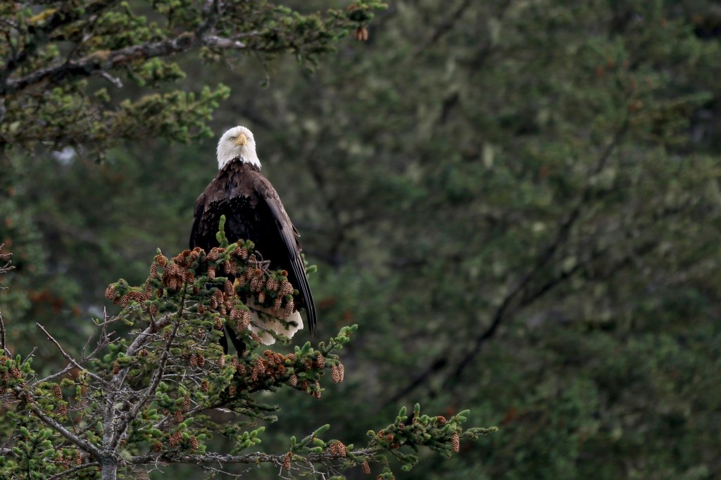  A Bald Eagle sits in front of it's massive nest, hidden high in the trees of Kenai Fjords National Park on Saturday, June 20, 2015. 