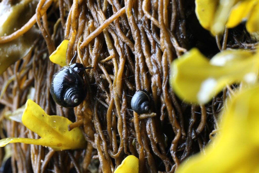 A small snail slowly moves on a Rock in it's intertidal ecosystem on Saturday, June 20, 2015. 