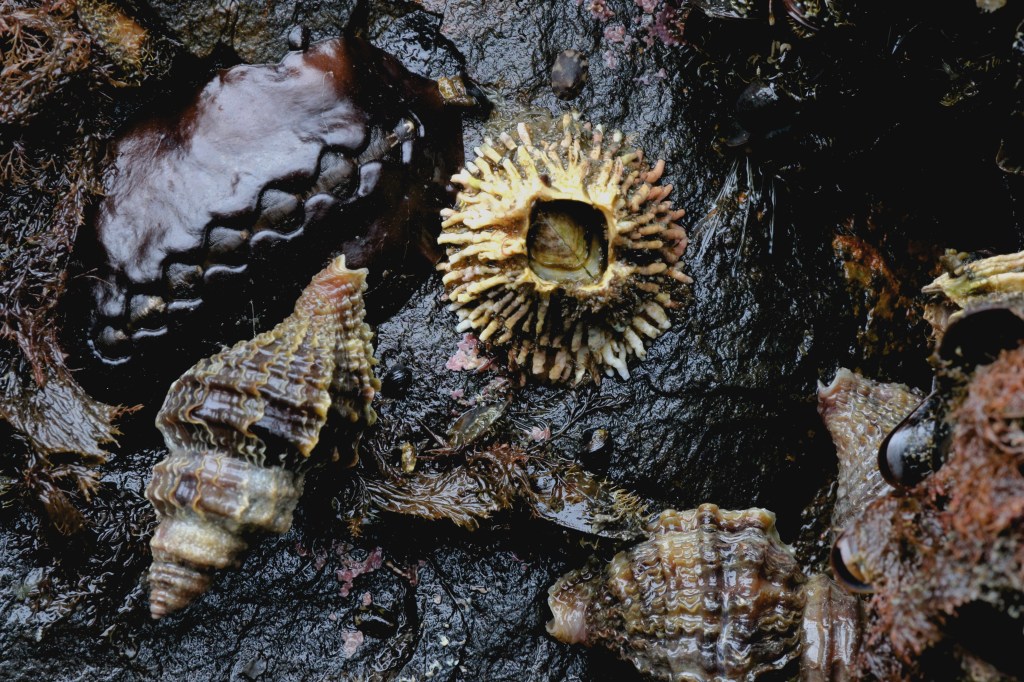 More life of the rock intertidal on Saturday, June 20, 2015. 