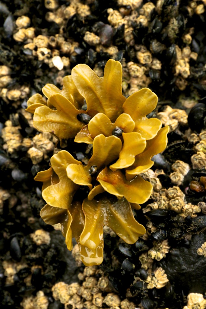 More life of the rock intertidal on Saturday, June 20, 2015. 
