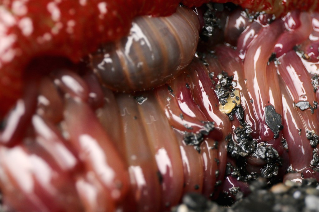 An Anemone, out of water on Saurday, June 20, 2015. 