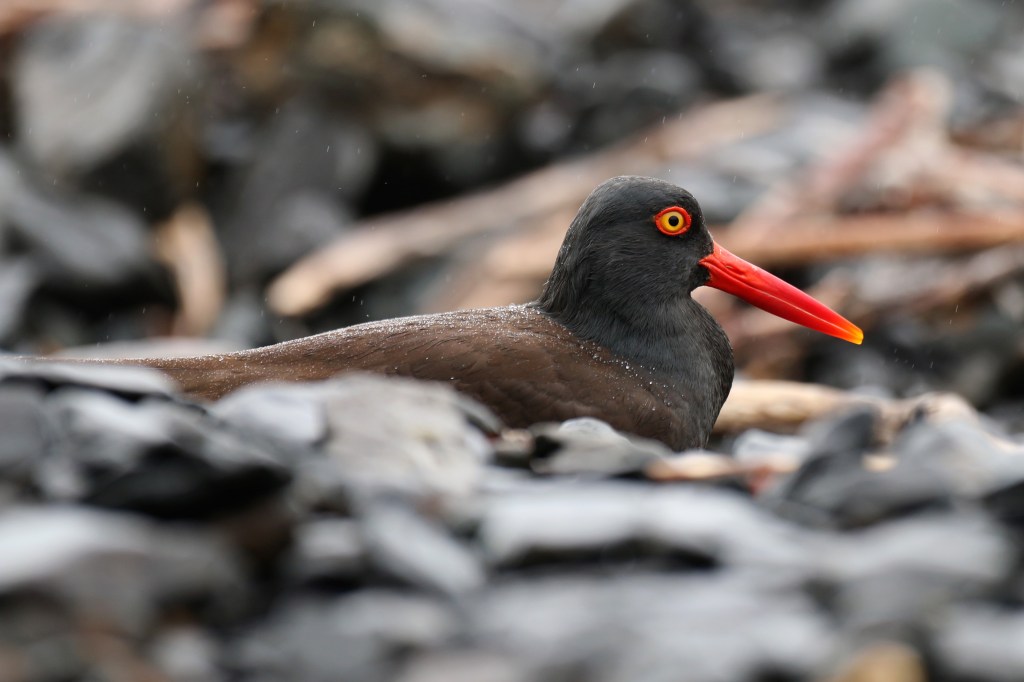 A Black Oyster Catcher props it's wing out to deter predators form it's active nest of three eggs. Black Oyster Catchers are vivid protectors of their nests, actively chasing and vocalizing after humans in the are of their eggs. It took a few hours for us to spot their nest on the rocky area in front of ABRS on Saturday, June 20, 2015. 