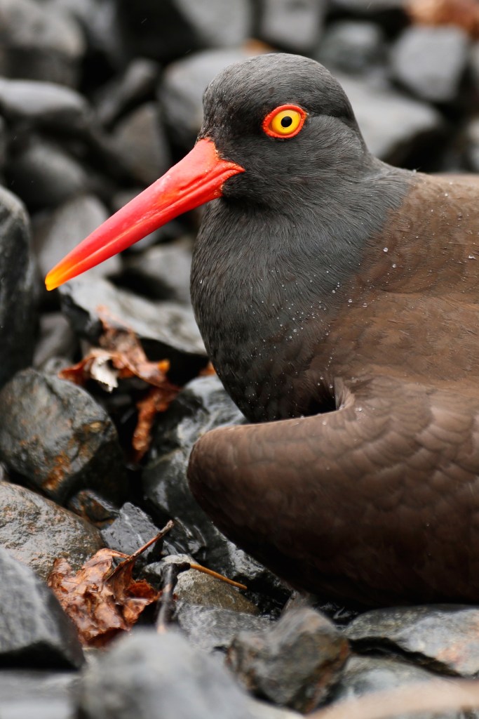 A Black Oyster Catcher props it's wing out to deter predators form it's active nest of three eggs. Black Oyster Catchers are vivid protectors of their nests, actively chasing and vocalizing after humans in the are of their eggs. It took a few hours for us to spot their nest on the rocky area in front of ABRS on Saturday, June 20, 2015. 