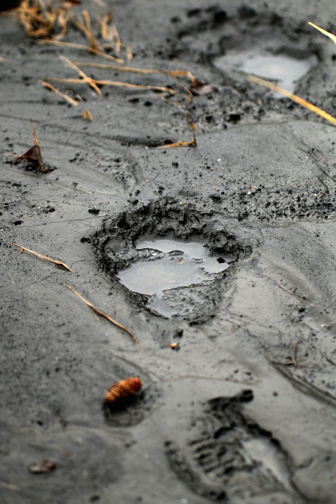 The first indication of the black bear at ABRS. This print was about the size of my hand. Photo taken on Saturday, June 20, 2015. 