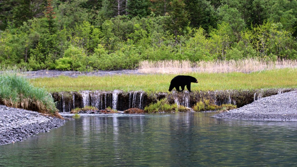 A peaceful Black Bear crosses over a waterfall in Kenai Fjords National Park on Saturday, June 20, 2015. 