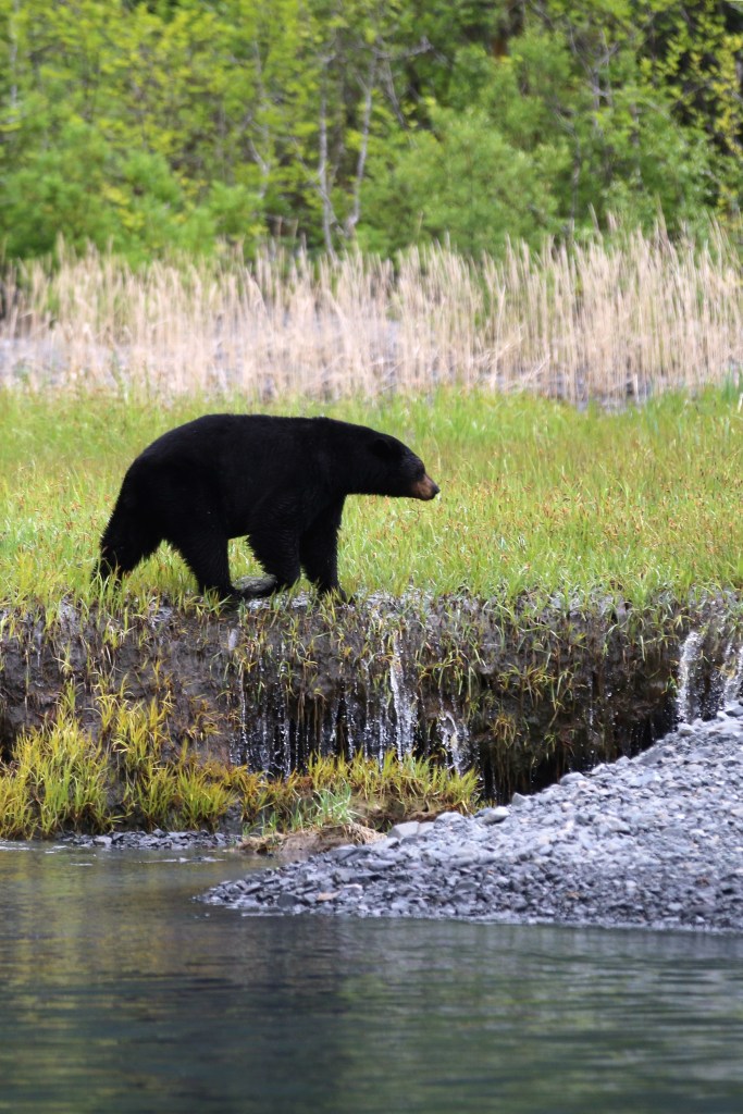 A peaceful Black Bear crosses over a waterfall in Kenai Fjords National Park on Saturday, June 20, 2015. 