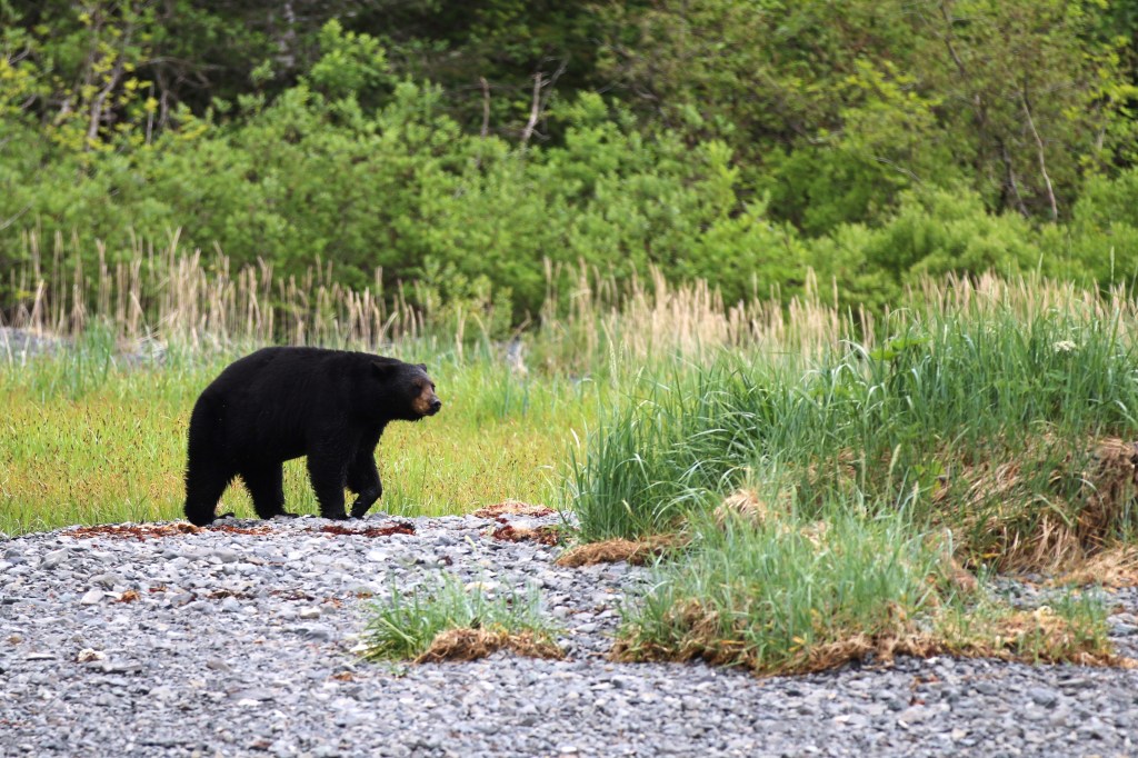 A peaceful Black Bear crosses over a waterfall in Kenai Fjords National Park on Saturday, June 20, 2015. 