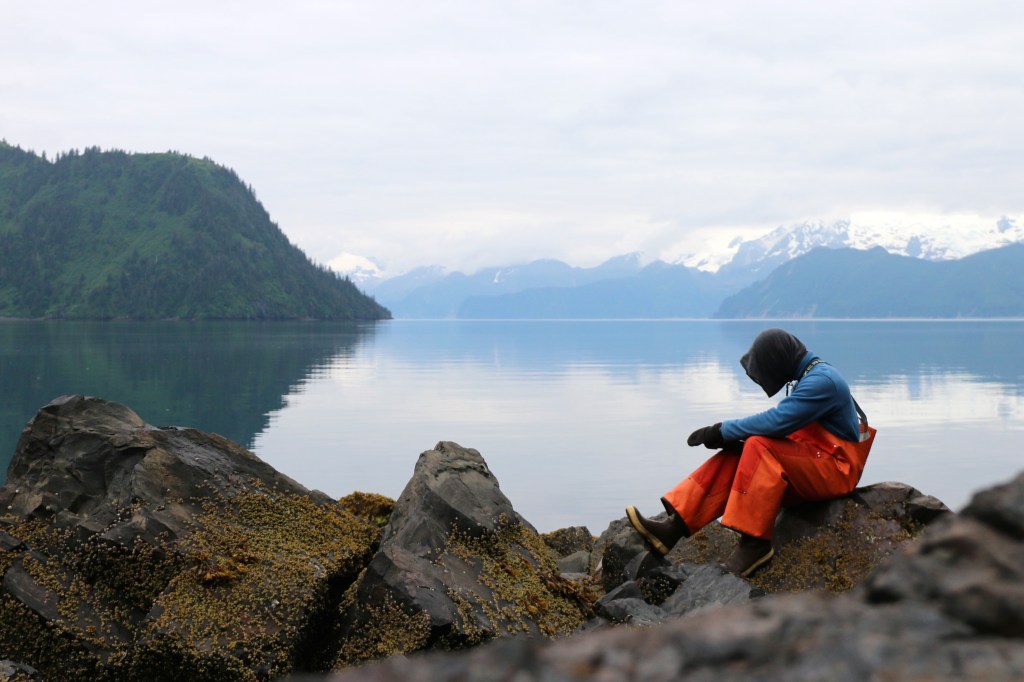 John collects algae distribution data on a Rocky intertidal shore in Kenai Fjords National Park on Saturday, June 10, 2015. 