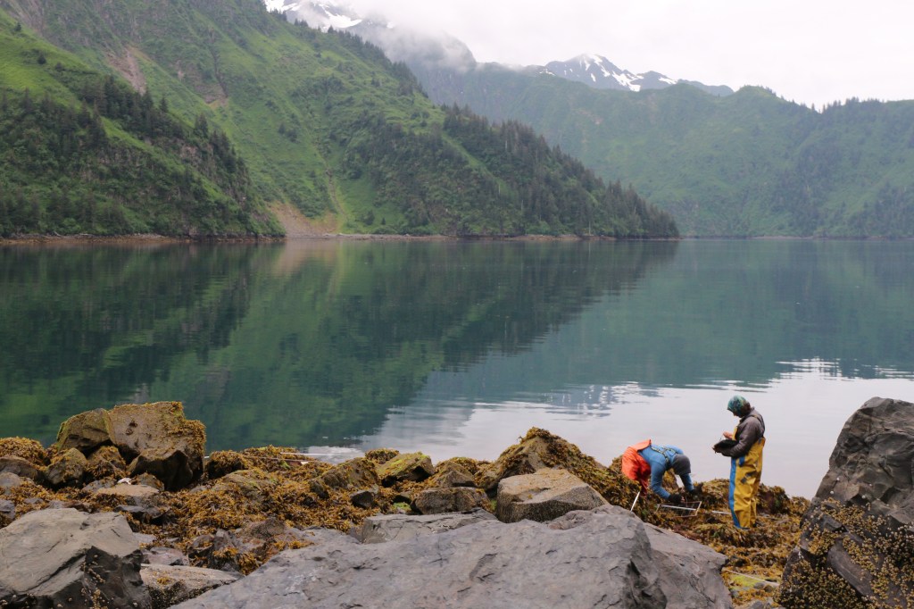 Benjamin and John Collect algae distribution data on a Rocky intertidal shore in Kenai Fjords National Park on Saturday, June 10, 2015. 