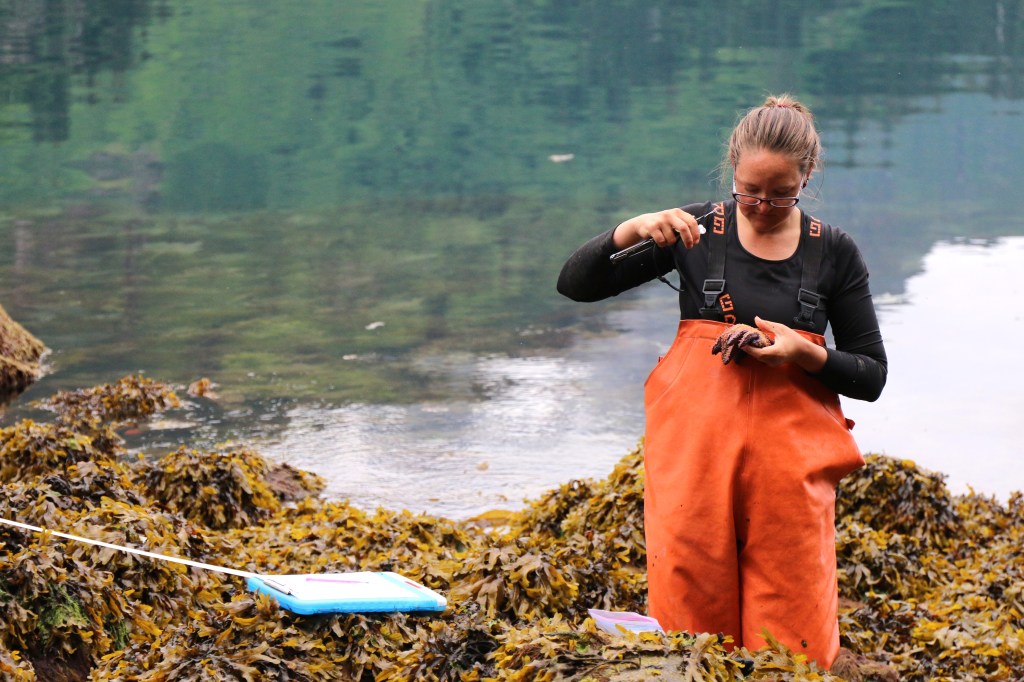 Sarah collects tube feet samples from a Pycnopodia helianthoides, otherwise known as a sunflower star in Aialik Bay in Kenai Fjords National Park on Saturday, June 20, 2015. Sarah is a Scientist from New Mexico participating in the Inventory and Monitoring Near Shore Project in the Alaska region, which aims to collect yearly data from a variety of near shore ecosystems through out Alaska. 