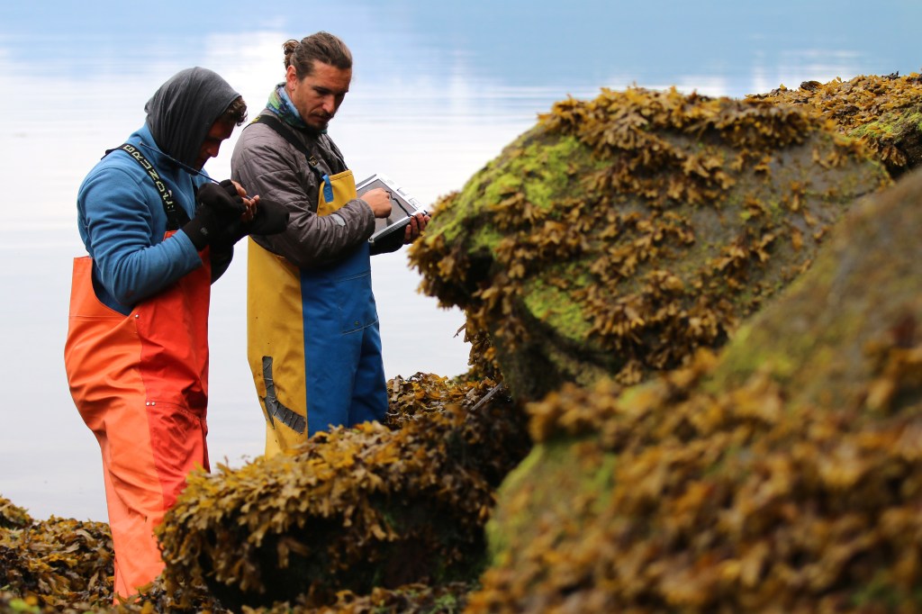 Benjamin and John Collect algae distribution data on a Rocky intertidal shore in Kenai Fjords National Park on Saturday, June 10, 2015. 