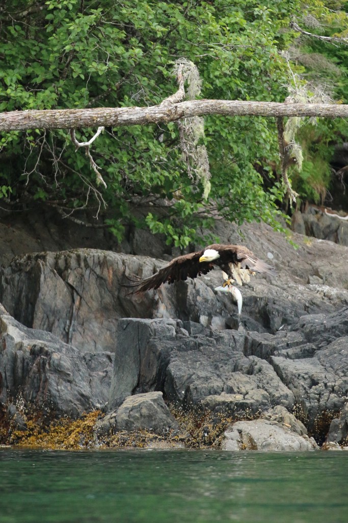 A Bald eagle transports it's silver salmon kill in Aialik Bay, Kenai Fjords National Park on Saturday, June 20, 2015. 