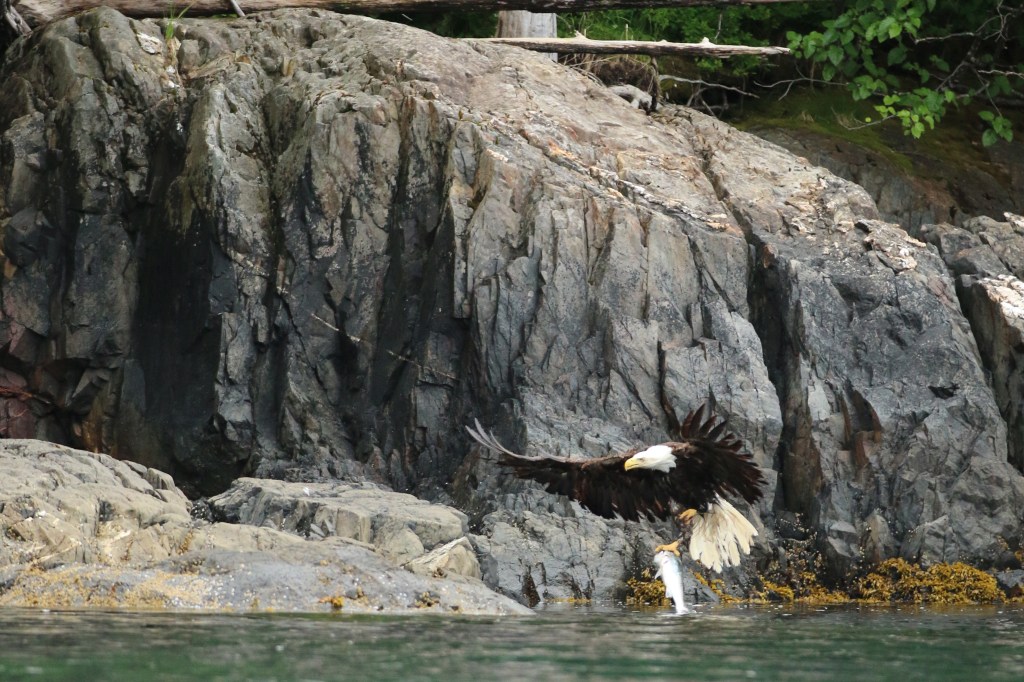 A Bald eagle transports it's silver salmon kill in Aialik Bay, Kenai Fjords National Park on Saturday, June 20, 2015. 