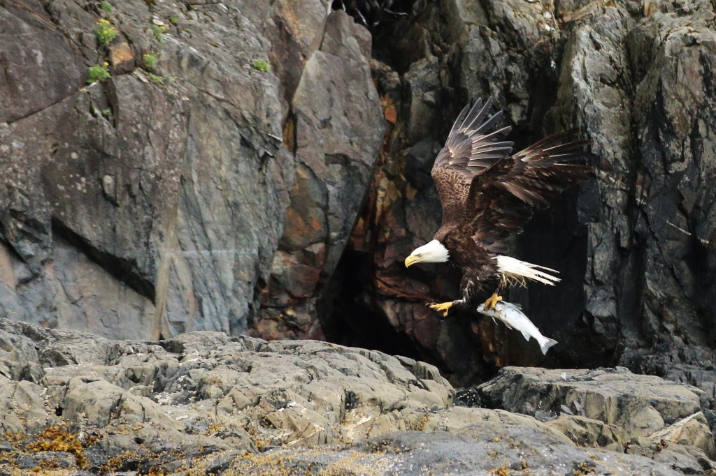 A Bald eagle transports it's silver salmon kill in Aialik Bay, Kenai Fjords National Park on Saturday, June 20, 2015. 