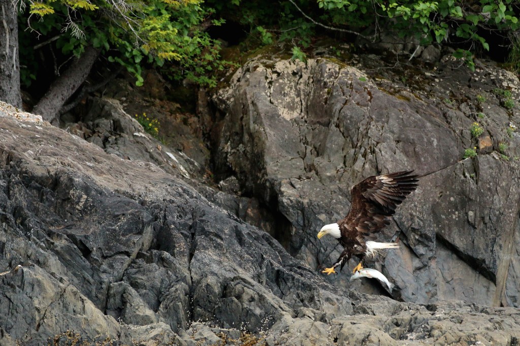 A Bald eagle transports it's silver salmon kill in Aialik Bay, Kenai Fjords National Park on Saturday, June 20, 2015. 