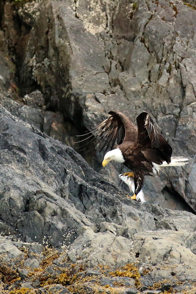 A Bald eagle transports it's silver salmon kill in Aialik Bay, Kenai Fjords National Park on Saturday, June 20, 2015. 